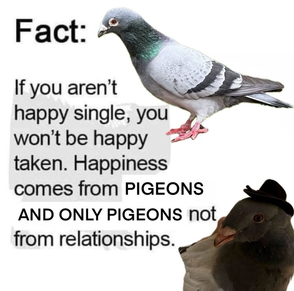 image with two pictures of pigeons. one is a good boy with light grey feathers and a lovely iridescent head. the other is also a good boy wearing a smol hat. text says "fact: if you aren't happy single, you won't be happy taken. happiness comes from pigeons and only pigeons not relationships" 