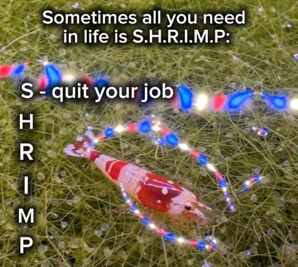 picture of a shrimp chilling in some grass with a bunch of red white and blue glowy stuff floating around. caption is

sometimes all you need in life is SHRIMP

S - quit your job
H
R
I
M
P