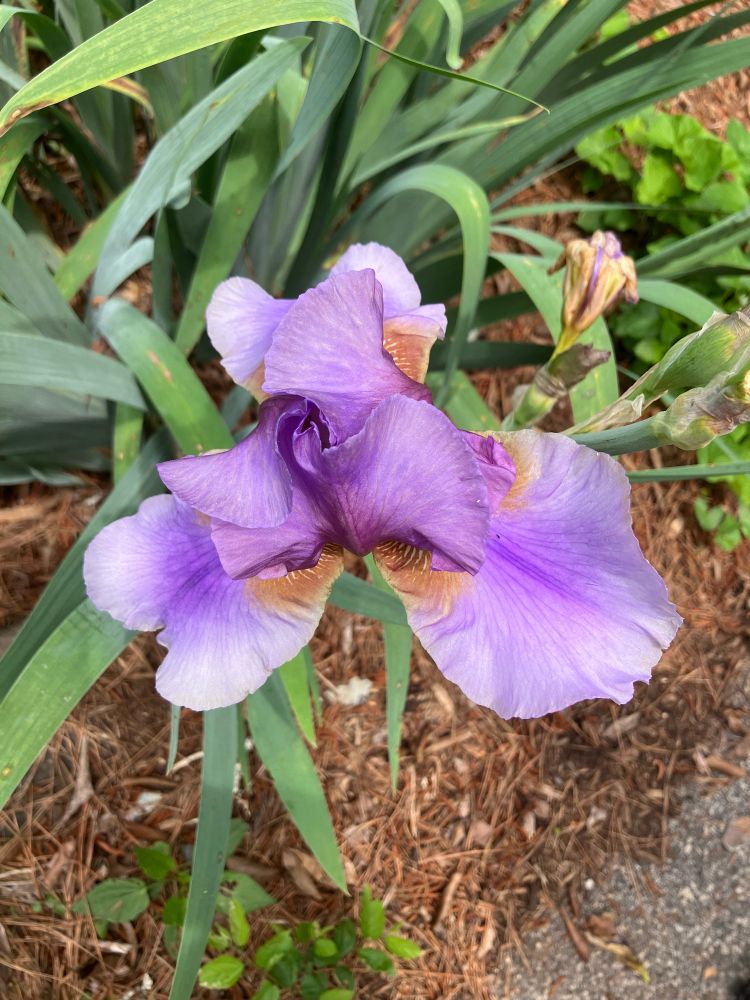 A deep purple iris