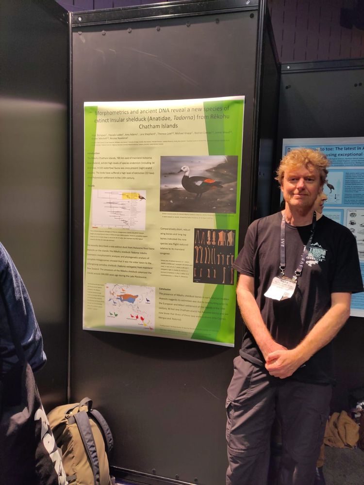 Our #2025SVP poster on a newly 
described extinct Chatham Island duck