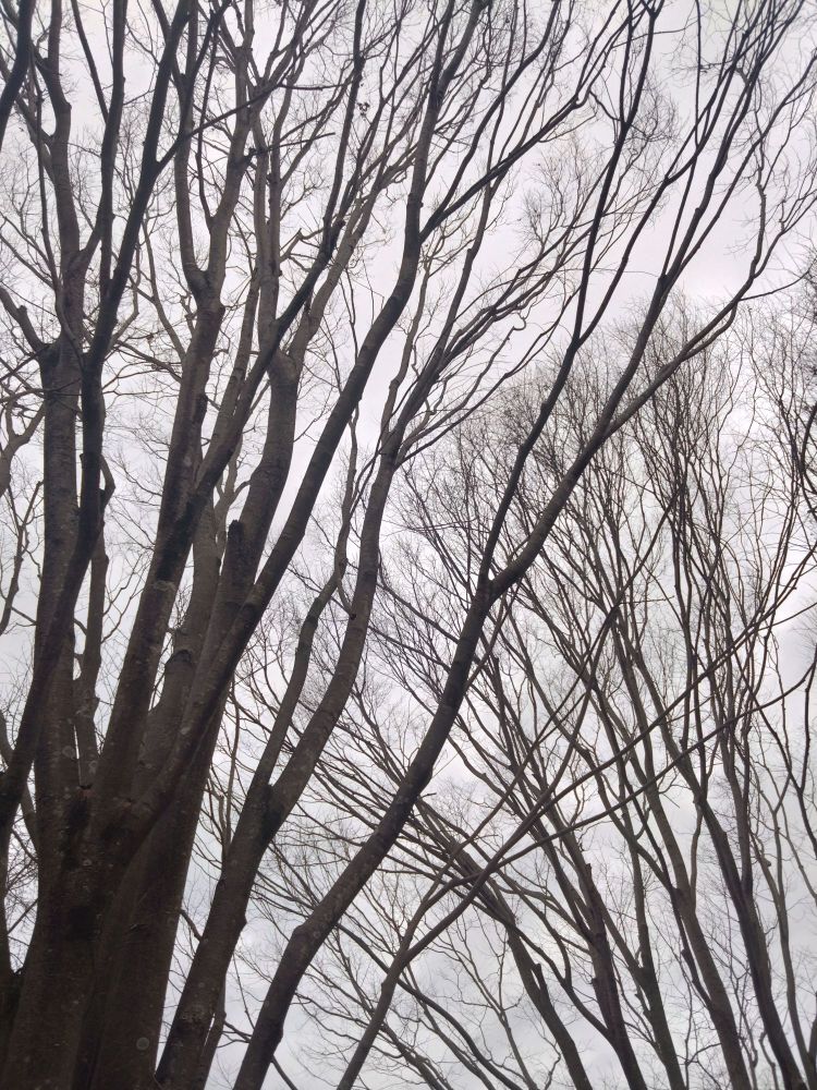 曇り空を背景に葉の落ちたケヤキ。