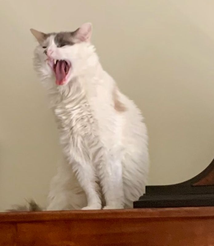 White cat named Wyatt yawning at the top of a bookcase