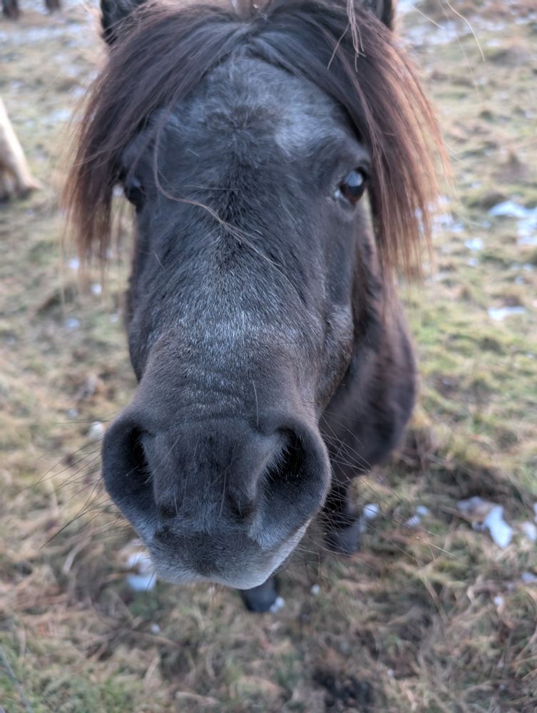 I'm here for carrots