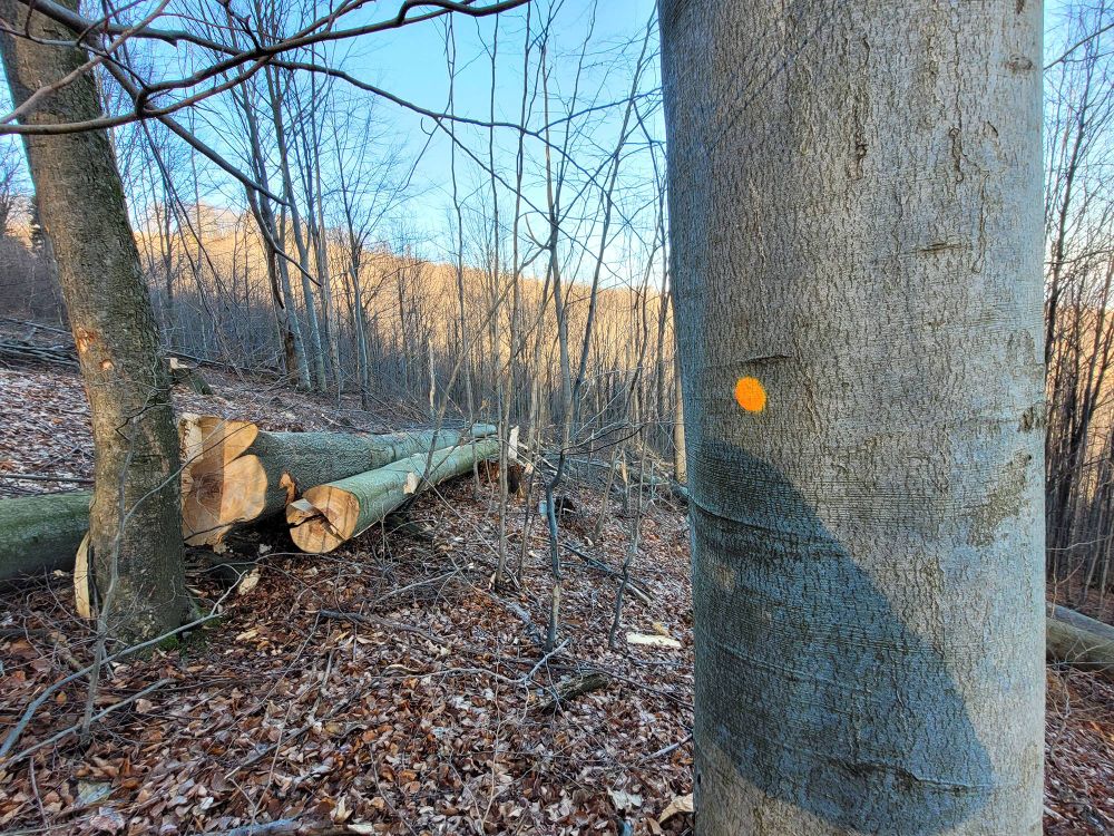 Lasy Państwowe kontynuują wycinkę  najstarszych, najcenniejszych fragmentów lasów wokół Bielska-Białej, pomimo kilku miesięcy rozmów z mieszkańcami, przyrodnikami i samorządami o ich lepszej ochronie w ramach wyznaczania lasów społecznych. Pod toporem padają ponad 150-letnie buki i 130-letnie jawory także pod Szyndzielnią – turystycznym symbolu Górnego Śląska. 
Oburzeni mieszkańcy i przyrodnicy mówią dosyć i wzywają Ministerstwo Klimatu i Środowiska oraz Lasy Państwowe do natychmiastowego wstrzymania cięć. 