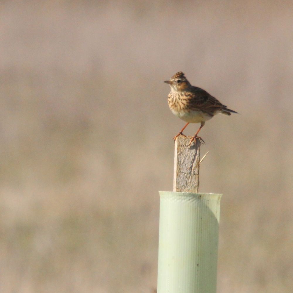 A skylark sitting on a post in a field