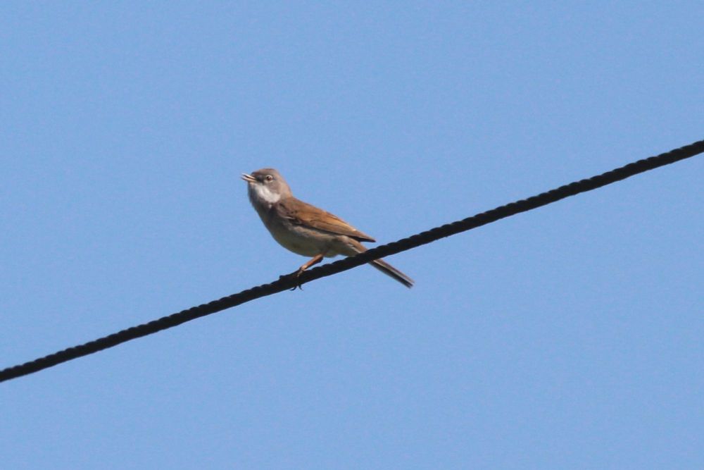 A common whitethroat mid song, sitting on a telephone wire.