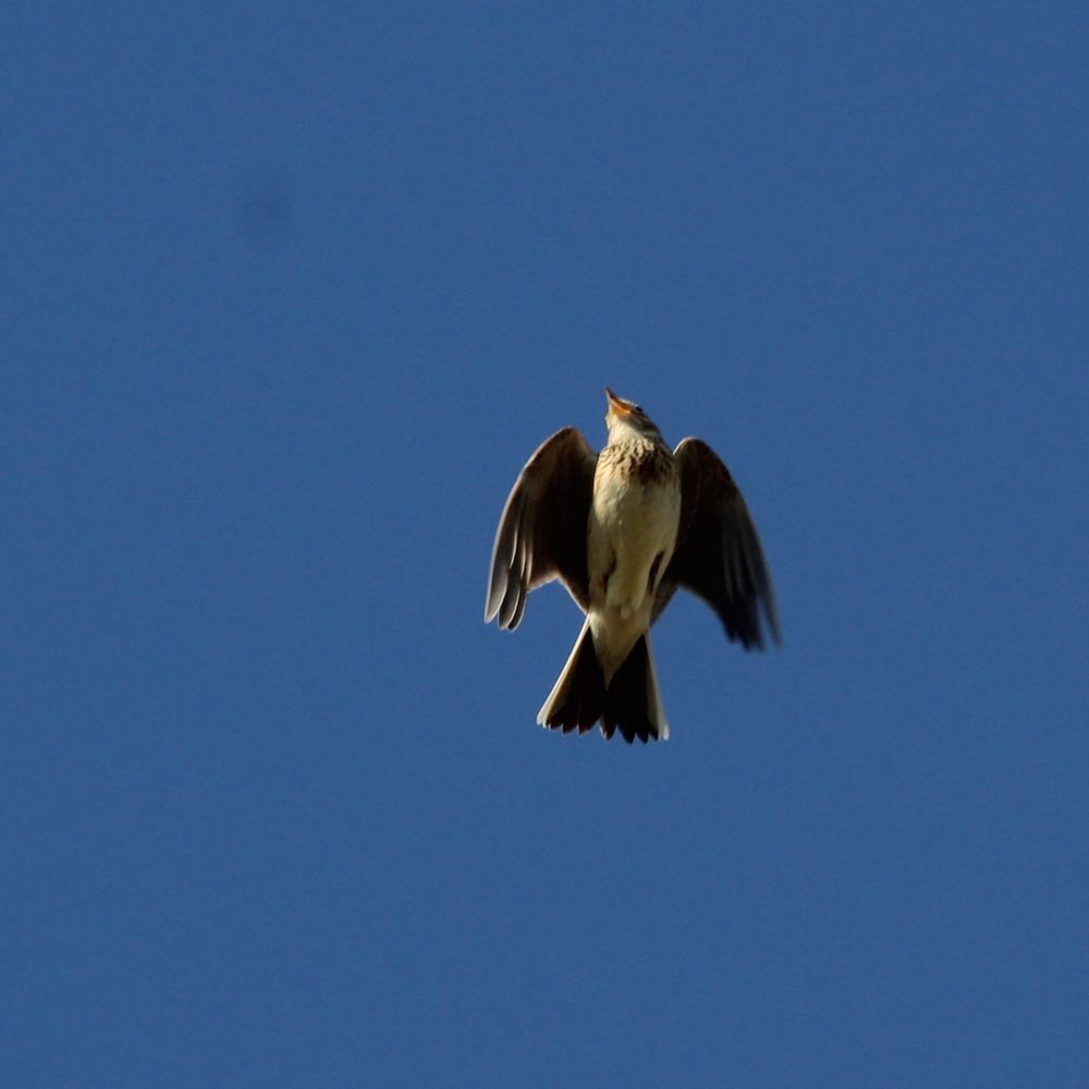 A skylark singing in flight