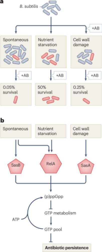 Flipping the magic switch to persistence via GTP depletion - Nature Microbiology