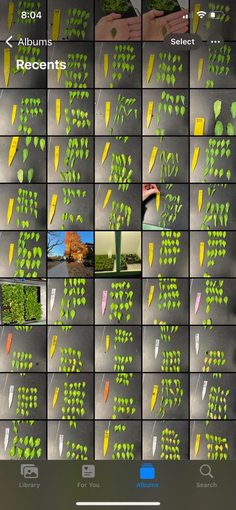 Camera roll screenshot in which almost every picture is of Arabidopsis leaves 