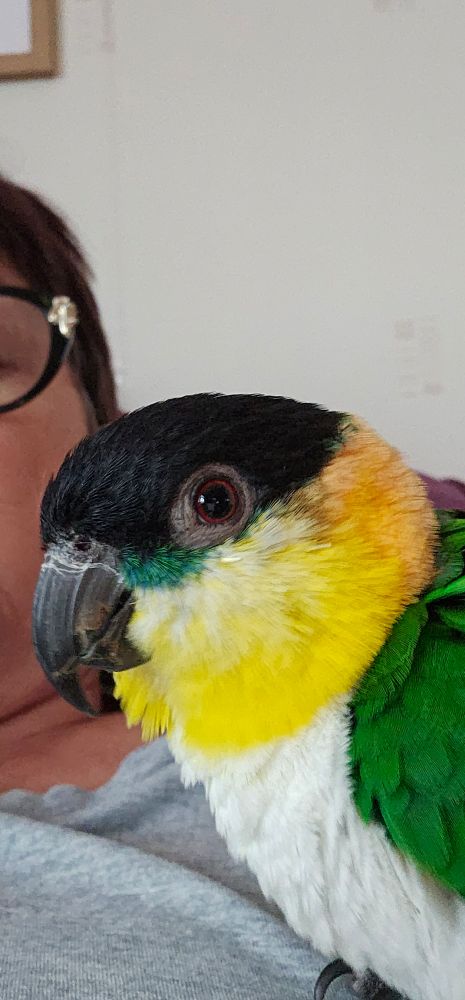 Lily is a Black Headed Caique. She is utterly captivated by the camera and will butt in and pose any time I turn it on. Here she is, sitting on my chest posing like the supermodel she is! Her head has a black cap. She has brown eyes and a deep grey, almost black beak, which is very strong - I have the scars to prove it. She has a small emerald green flash of colour between her eya and beak. Her cheeks are yellow, and this colour stretches round the back of her neck, becoming orange. Her belly is white, and her wings are emerald green.
