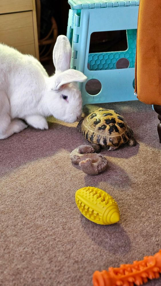 Large white rabbit, on the left, is sniffing at the tortoise, who appears quite blasé about it, and is on the right. There are three dog chews in the foreground. One is "s" shaped and almost the same colour as the carpet. The middle one looks like rugby ball, and is yellow. The closest  one is an orange coloured bone-shaped chewy.