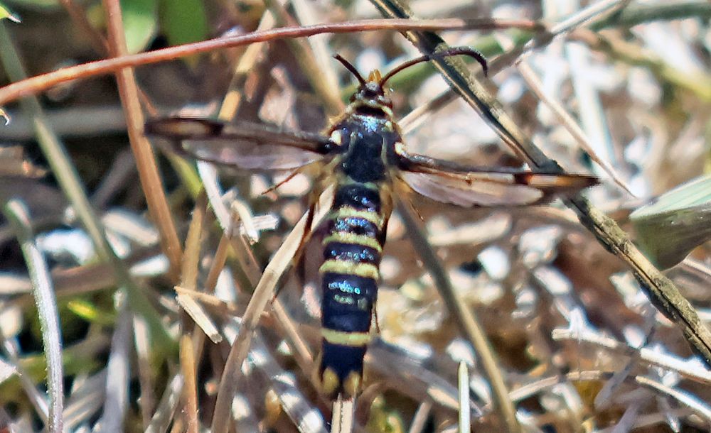 Six-belted Clearwing  Bembecia ichneumoniformis