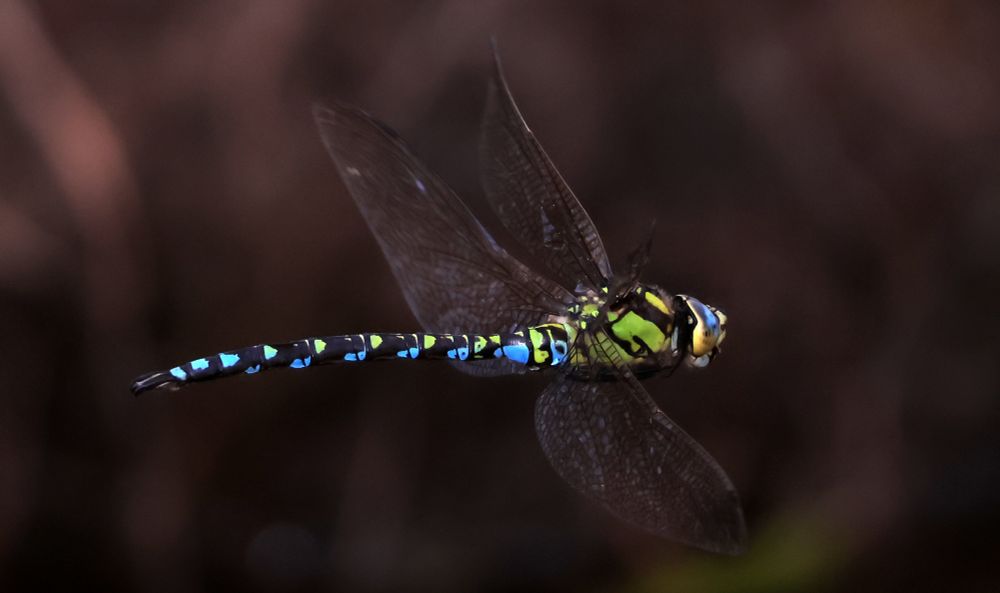 Southern Hawker Aeshna cyanea