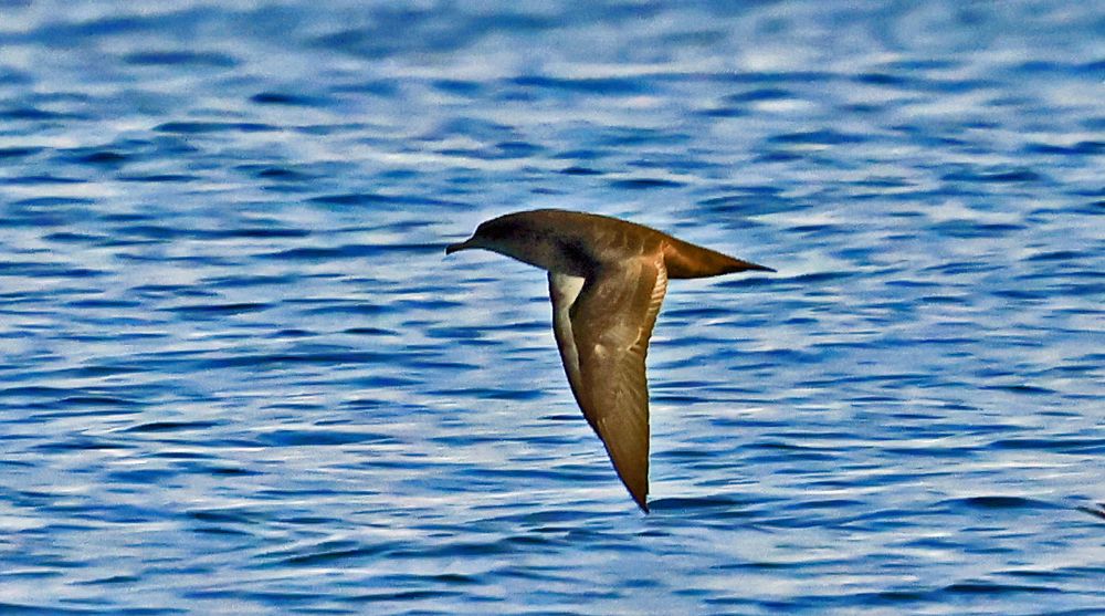 Sooty Shearwater