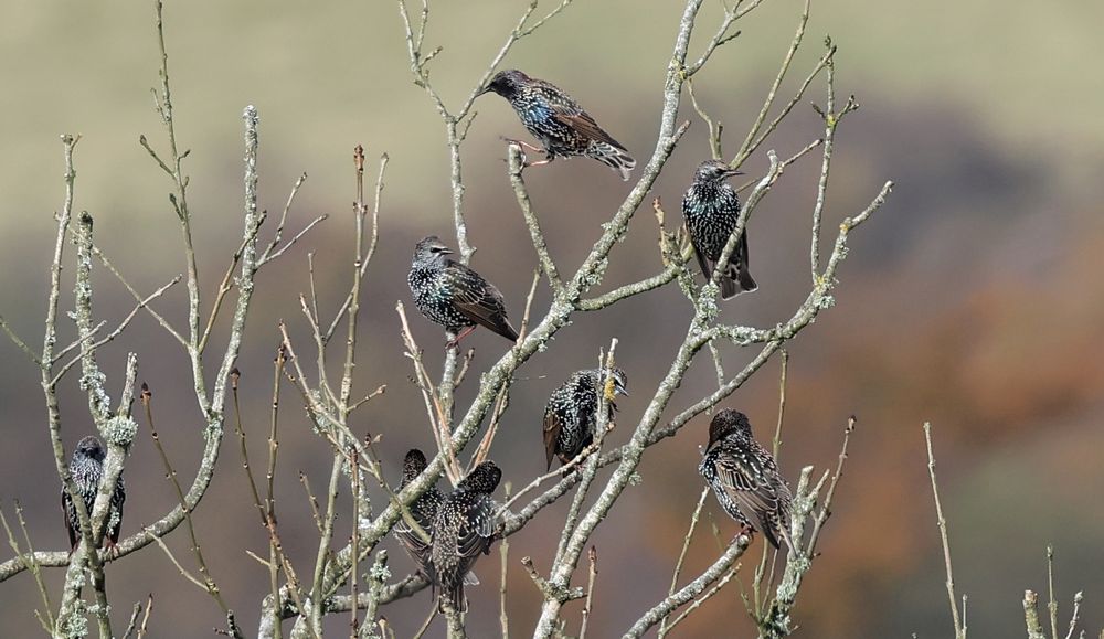 Starlings