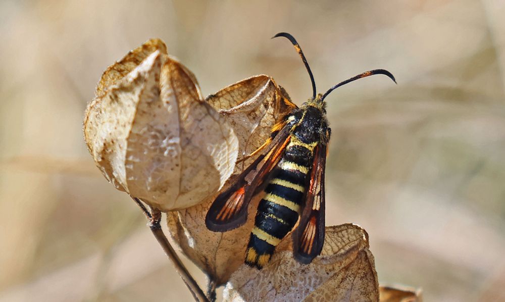 Six-belted Clearwing  Bembecia ichneumoniformis