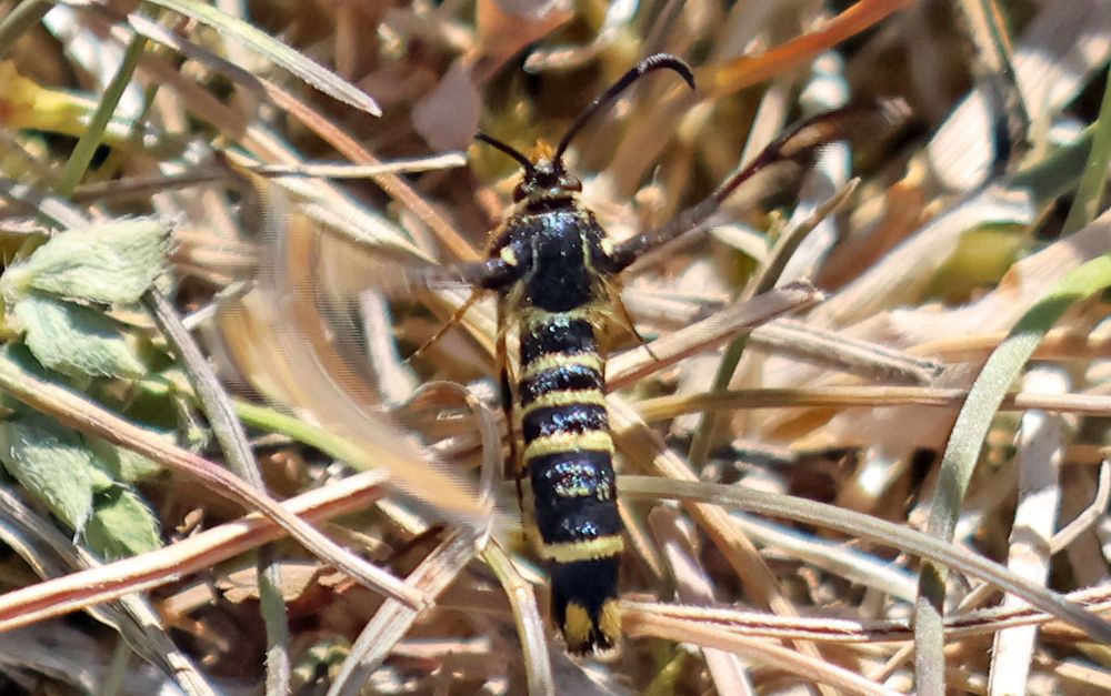 Six-belted Clearwing  Bembecia ichneumoniformis