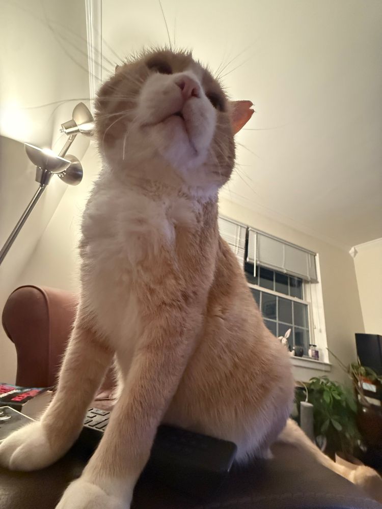 Orange cat standing on the arm of the couch 