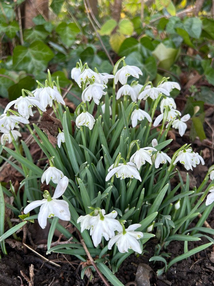 Snowdrops 