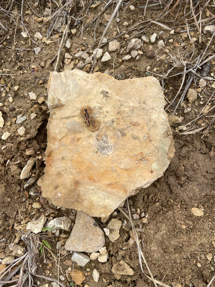 Greenhorn limestone with scorpion
