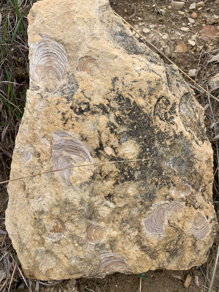 Clams in the greenhorn limestone. This unit was traditionally used to make fence posts since trees are sparse on the prairie.