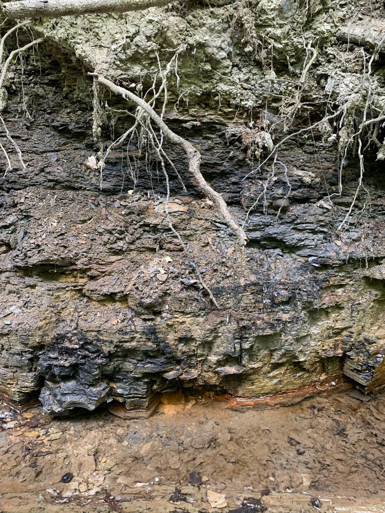 Coal seem along a creek