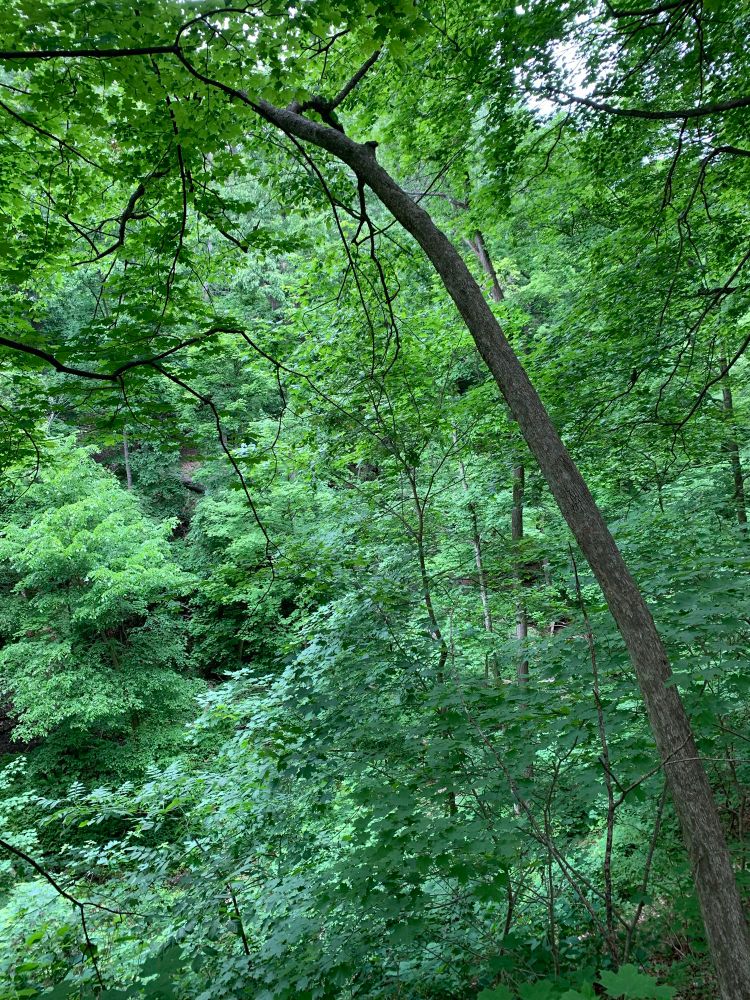 View looking down into a forested valley from above