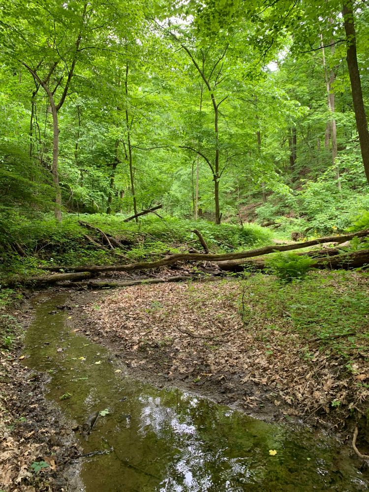 Stream meander