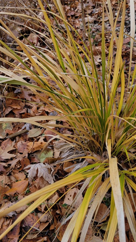 Beakgrass (Diarrhena obovata), a grass with brad leaves that are now a mix of yellow and green.