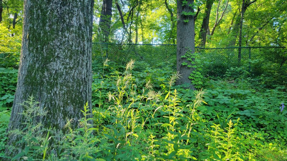 View of a wooded area. A large oak is on the left. In the center foreground, bottlebrush grass is lit by the sun, along with some goldenrod. More trees and a fence are in the background.