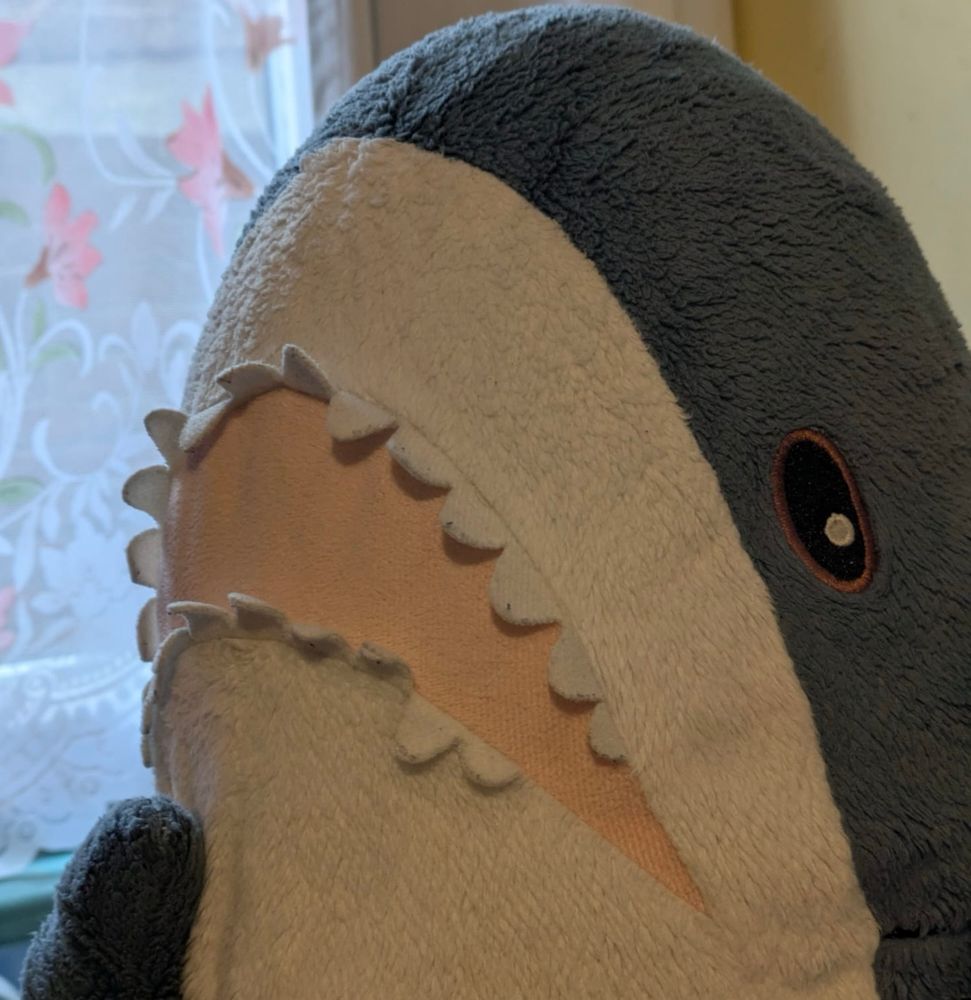 A photo of a Blåhaj pondering joining the Green Party infront of a window with white, flowery curtains. Blåhaj is Swedish for "blue shark". The blue shark with a white underbelly is a plush toy associated with trans community memes.