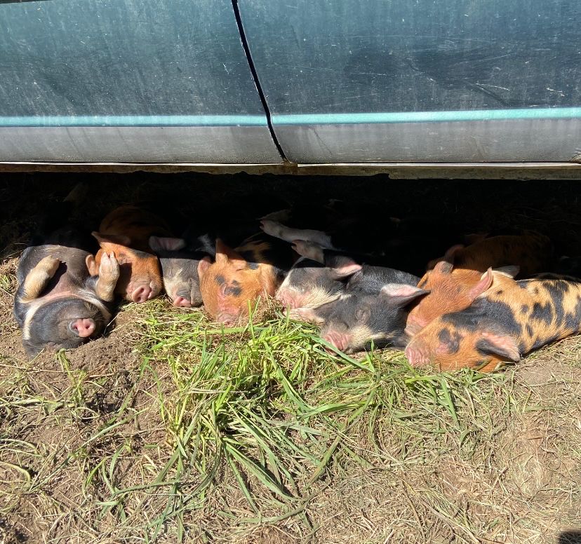 eight piglets sleeping in the sun beneath a pick up truck