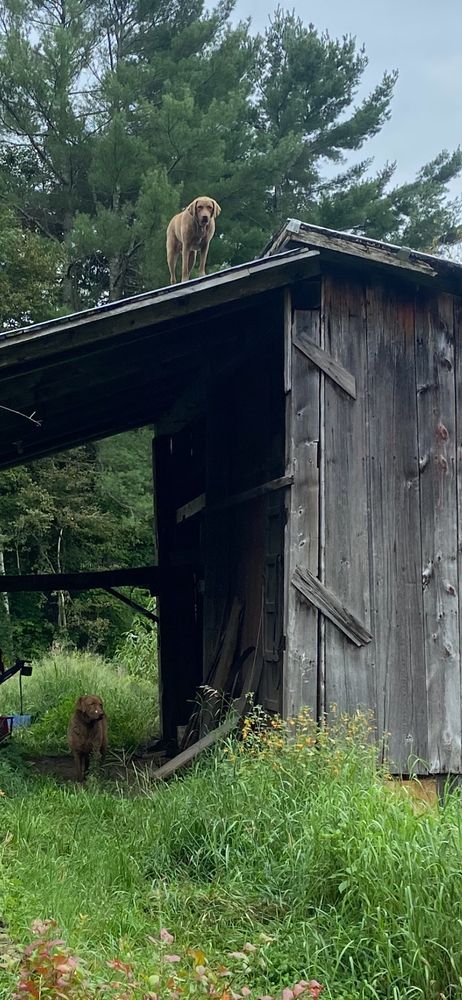 a dog standing on the ground. a second dog on the roof above him