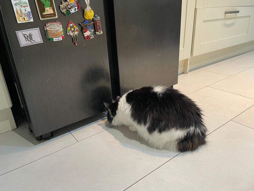 My cat Loki staring intently at something beneath the fridge