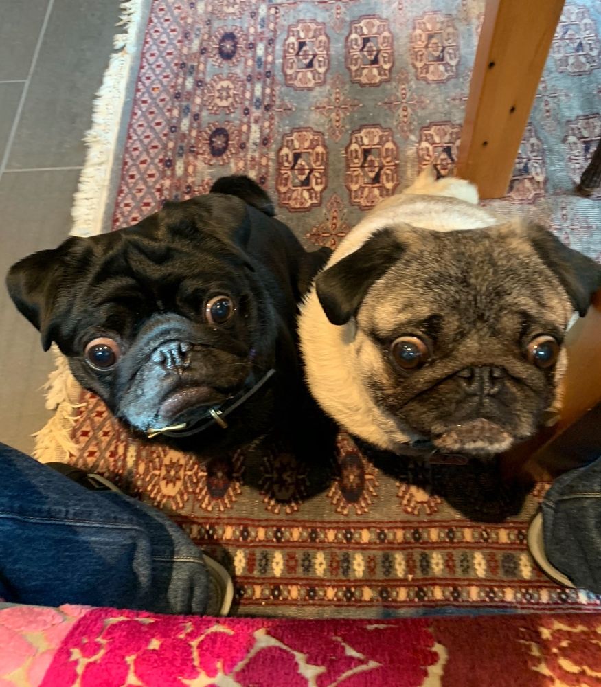 Two pugs, one fawn and one black, sitting in begging position.