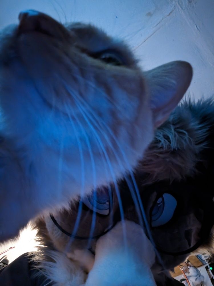 cat and furry taking a silly picture