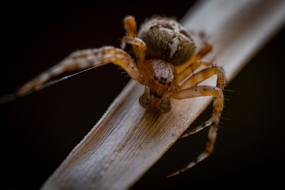 Das Bild zeigt eine Spinne aus der Nähe, die auf einem Stück Blatt oder ähnlichem sitzt. Der Fokus liegt auf der Spinne, die im Vordergrund scharf ist, während der Hintergrund unscharf ist und eine dunkle Farbe hat. Die Spinne ist hauptsächlich hellbraun und behaart, mit sichtbaren Beinen und Augen. Das Blatt ist hellbraun und hat eine längliche Form. Die Gesamtstimmung des Bildes ist dunkel und geheimnisvoll, wobei die Spinne als Mittelpunkt der Aufmerksamkeit hervortritt.
