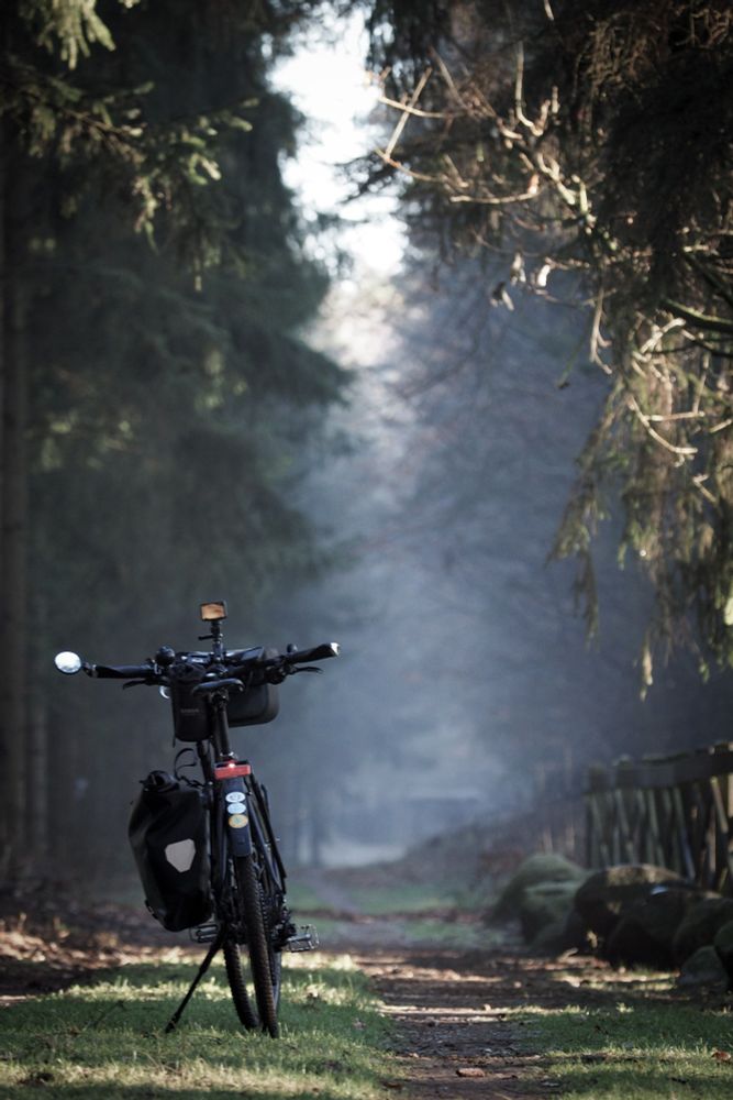 Fahrrad von hinten auf einem Waldweg, der in den Nebel führt.