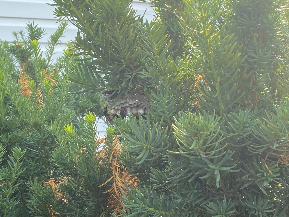 closer photo of the bush outside my grandmothers house showing a wasp nest in the center