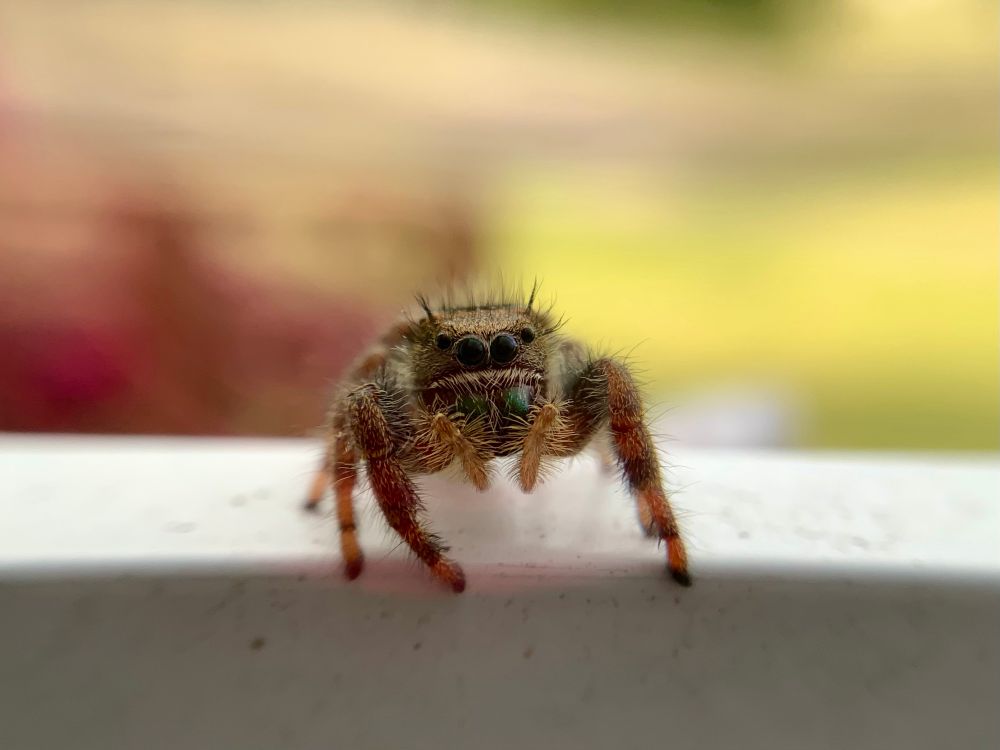 macro photo of a jumping spider right outside of a window 