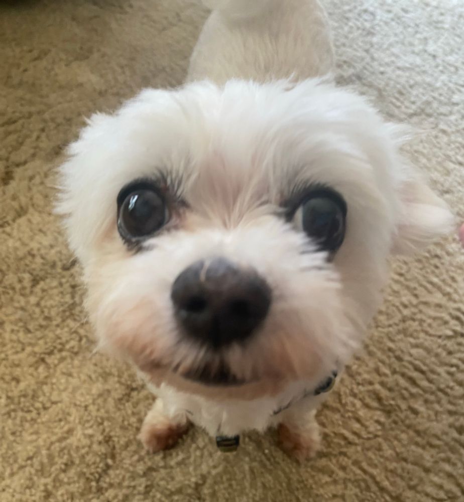 photo of my adorable dog Boo, he is very close to the lens and looking right at me