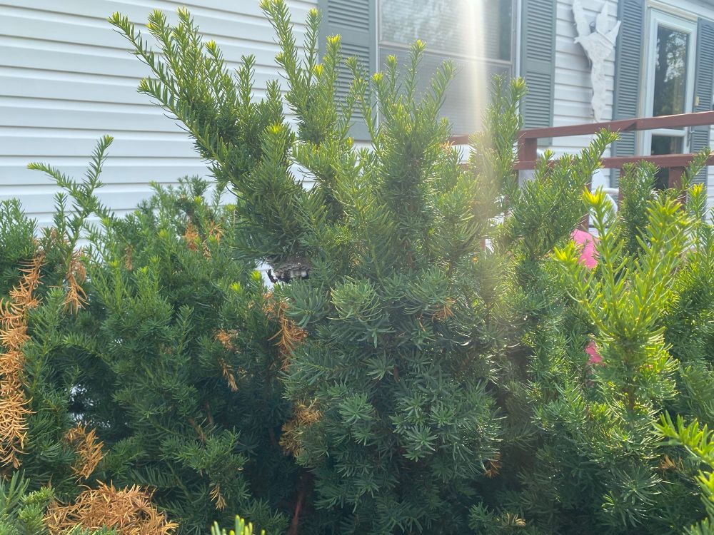 photo of the bush outside my grandmothers house