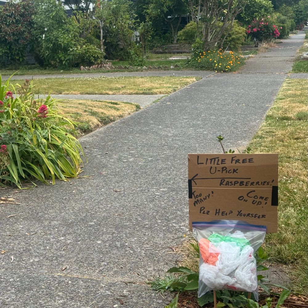 A sign reading "Little Free U Pick Raspberries", pointing to a large raspberry patch 