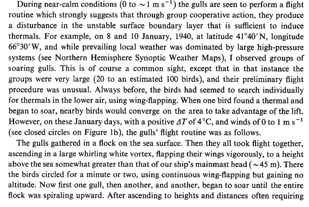 During near-calm conditions (0 to N 1 m s-l) the gulls are seento perform a flight
routine which strongly suggeststhat through group cooperative action, they produce
a disturbance in the unstable surface boundary layer that is sufficient to induce
thermals. For example, on 8 and 10 January, 1940, at latitude 41”40’N, longitude
66”3O’W, and while prevailing local weather was dominated by large high-pressure
systems (see Northern Hemisphere Synoptic Weather Maps), I observed groups of
soaring gulls. This is of course a common sight, except that in that instance the
groups were very large (20 to an estimated 100 birds), and their preliminary flight
procedure was unusual. Always before, the birds had seemedto search individually
for thermals in the lower air, using wing-flapping. When one bird found a thermal and
began to soar, nearby birds would converge on the area to take advantage of the lift.
However, on these January days, with a positive AT of 4°C and winds of 0 to 1 m s-l
(see closed circles on Figure lb), the gulls’ flight routine was as follows.
The gulls gathered in a flock on the sea surface. Then they all took flight together,
ascending in a large whirling white vortex, flapping their wings vigorously, to a height
above the seasomewhat greater than that of our ship’s mainmast head (-45 m). There
the birds circled for a minute or two, using continuous wing-flapping but gaining no
altitude. Now first one gull, then another, and another, began to soar until the entire
flock was spiraling upward. After ascending to heights and distances often requiring