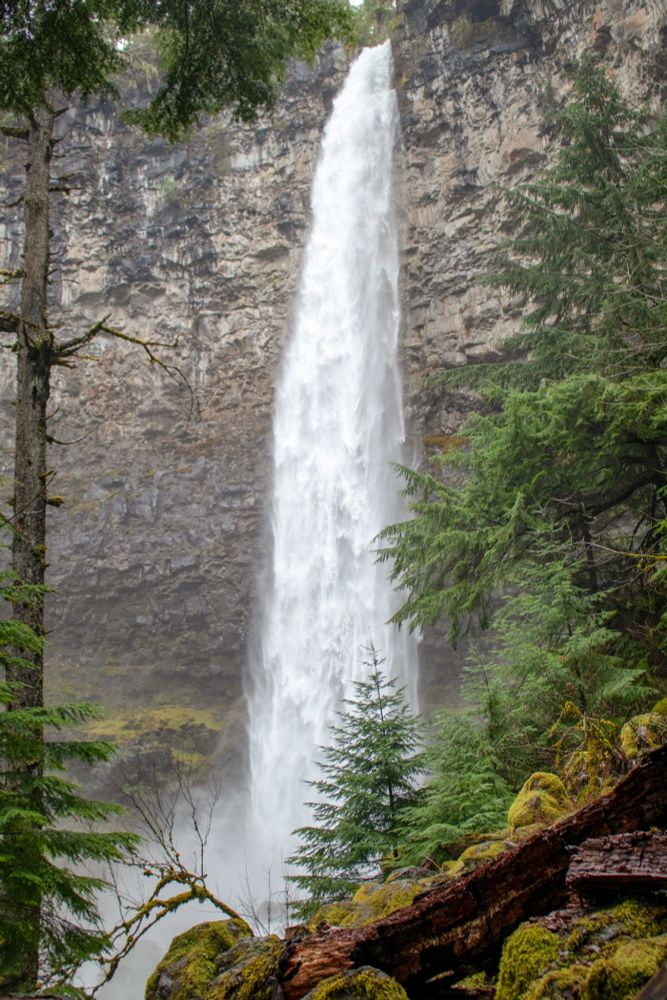 A photo of a tall waterfall, it starts at the top of the frame and continues as it fans out toward boulders and a small tree at the bottom of the image. It's a sheer drop all the way down the cliff face it spills over. At the bottom it is about 4 times as wide as it was at the top. The water is white and very textured from dropping a long way (272-ft (83 m)). The cliff face behind the falls is a light buff tan at the top, to a light charcoal color from being damp near the bottom. And throughout it is heavily textured with random fractures and facets. Toward the bottom left of the cliff face, it is covered with yellow/green mosses. The same as what cover the boulders in the foreground. 
A tree frames the left edge of the image, it's tall brown trunk rising past the top of the image where some of it's green branches can be seen. A smaller tree with green conifer branches grows at it's base. The right side is framed by several small and medium sized green conifers.
The boulders in the foreground form a jumbled slope from bottom left, up to lower right. A fallen dark red tree decays atop some of the boulders along the slope.