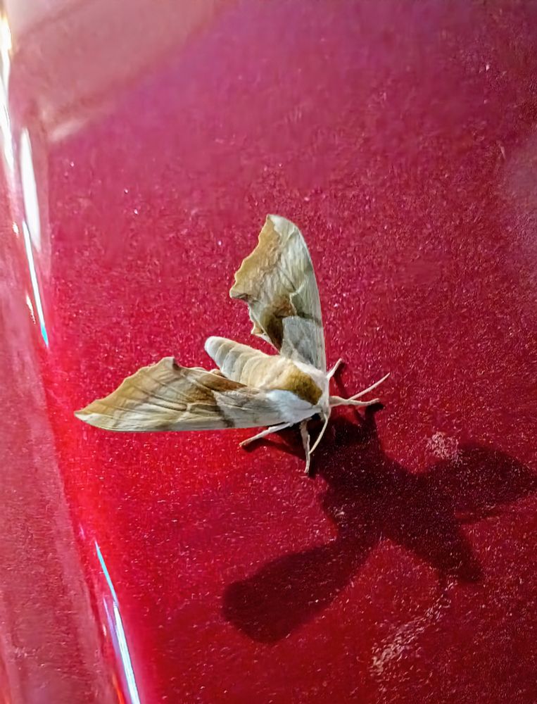A photo of a soft looking, tan, buff, white, and dark brown moth on the hood of a red car. The moth is facing the lower right. It's antenna, legs, leading edges of wings, and shoulders are white. It's legs are splayed out to grip the car hood. It's antenna are facing forward and sweep off to either side.
The wings sweep back, and together form a 90° angle from the head. They are intricately patterned in brown and cream shades, and textured reminiscent of tree bark. They do not meet in the middle, nor cover the abdomen. From the small white head area, there is a sudden change to a deep brown stripe between the white shoulders, that widens as it goes back toward the abdomen. The abdomen is a soft cream color, and the segments of the abdomen are visible.
A light source behind the moth to the upper left, casts it's shadow on the surface of the red car hood in front of it, almost making an "X" shape.
The car hood shows an even coating of dust all over it's surface, and a few highlights along the edge of the hood close to the left margin of the image.