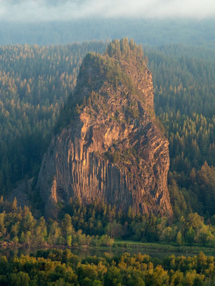 A dawn photo of the sun's first light hitting a massive 848 foot tall volcanic basalt plug that rises out of the green forest surrounding it. It sits right on the banks of The Columbia River, on the Washington State side, in the Columbia River Gorge. The sun lights the right side of the monolith, giving it a golden yellow hue. Near the bottom 1/3 of the tower can be seen the vertical columns of basalt in upright rows. Trees grow on the more level shoulder areas of the tower. And an entire forest sits at it's top. Dawn light also plays across the tree tops of the conifers in the forest surrounding the rock.