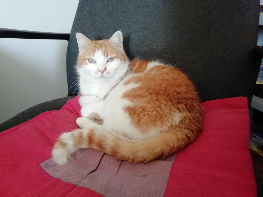 Un chat rouge et blanc appelé Bibi, couché sur une chaise de bureau regardant l'objectif d'un air de jugement 