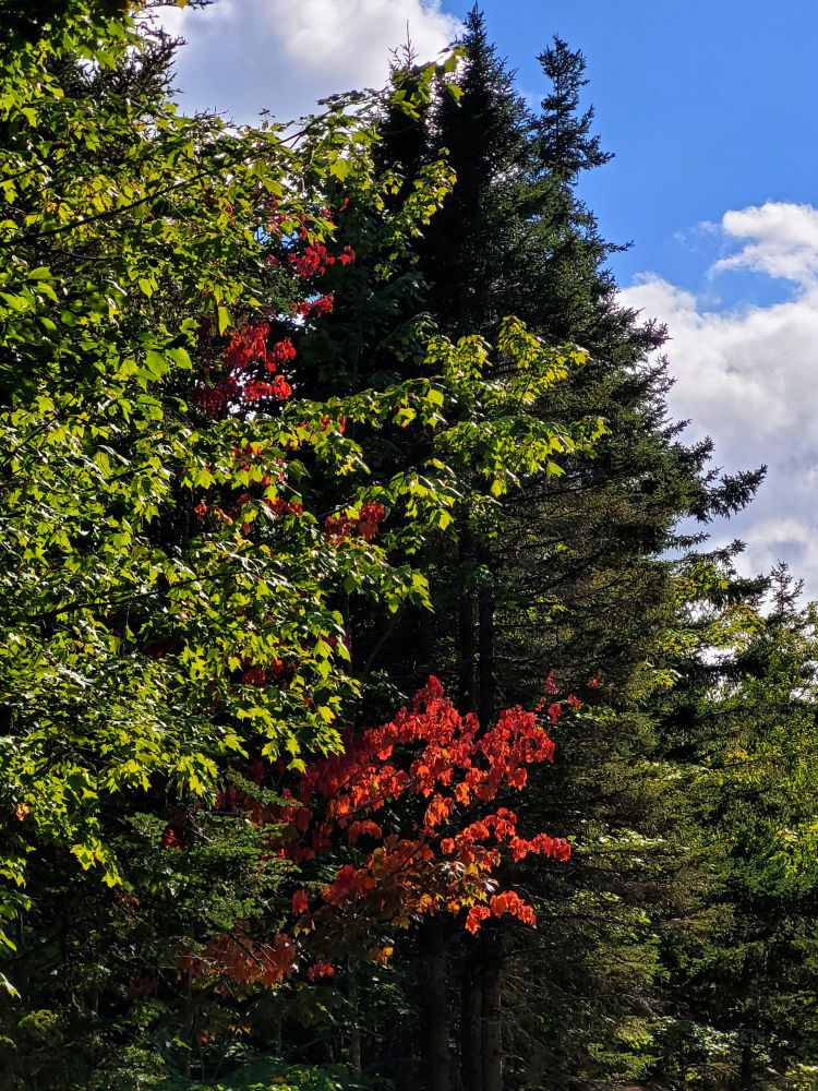 Bright red and orange leaves on a maple tree. It is surrounded by spruce, maple, aspen, and beech that have not yet changed colour. 