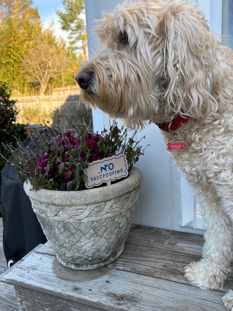 Dog on deck next to flower pot that has a NO TRESPOOPING sign.